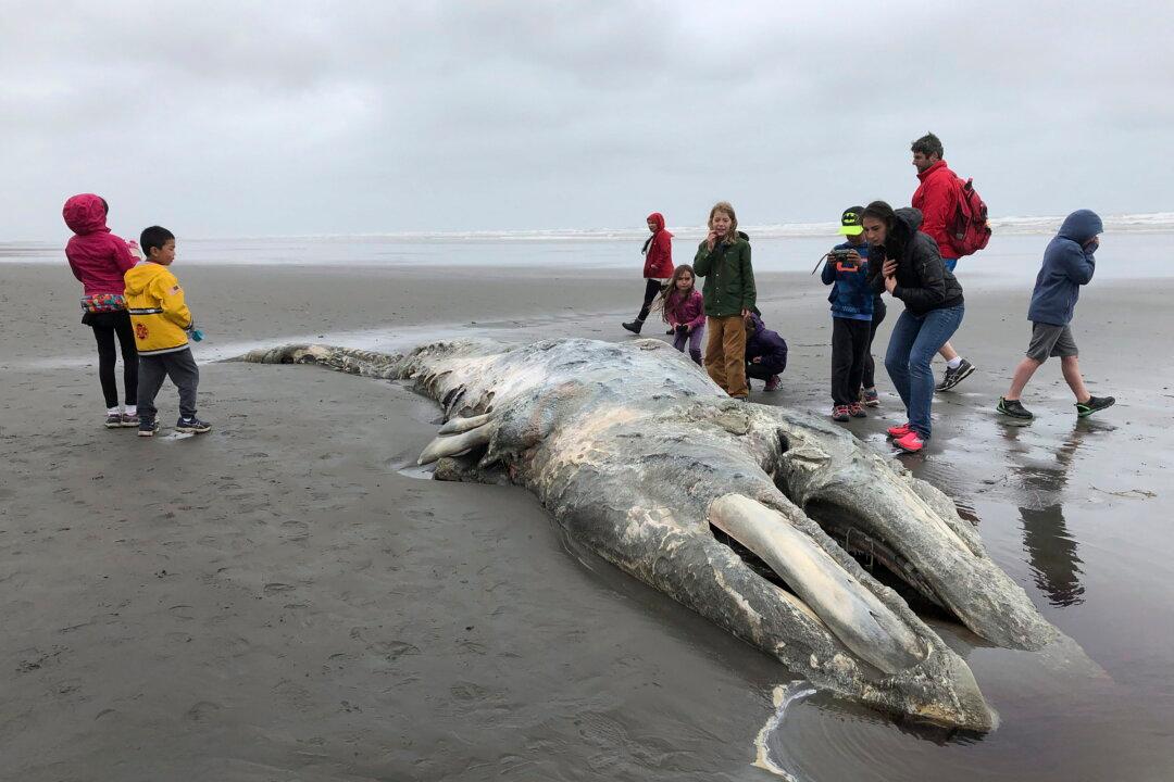 ‘Unusual Mortality Event’ Declared as Grey Whales Appear on West Coast Beaches