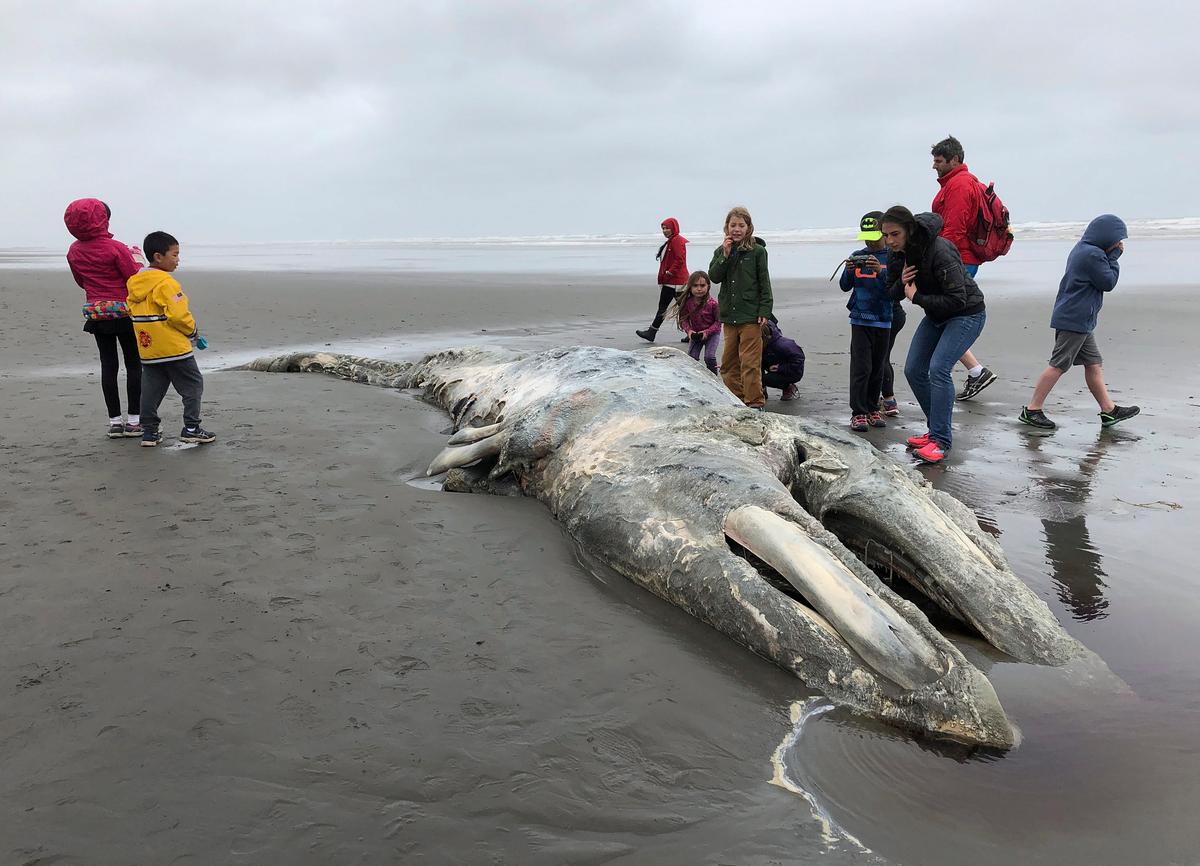 ‘Unusual Mortality Event’ Declared as Grey Whales Appear on West Coast Beaches