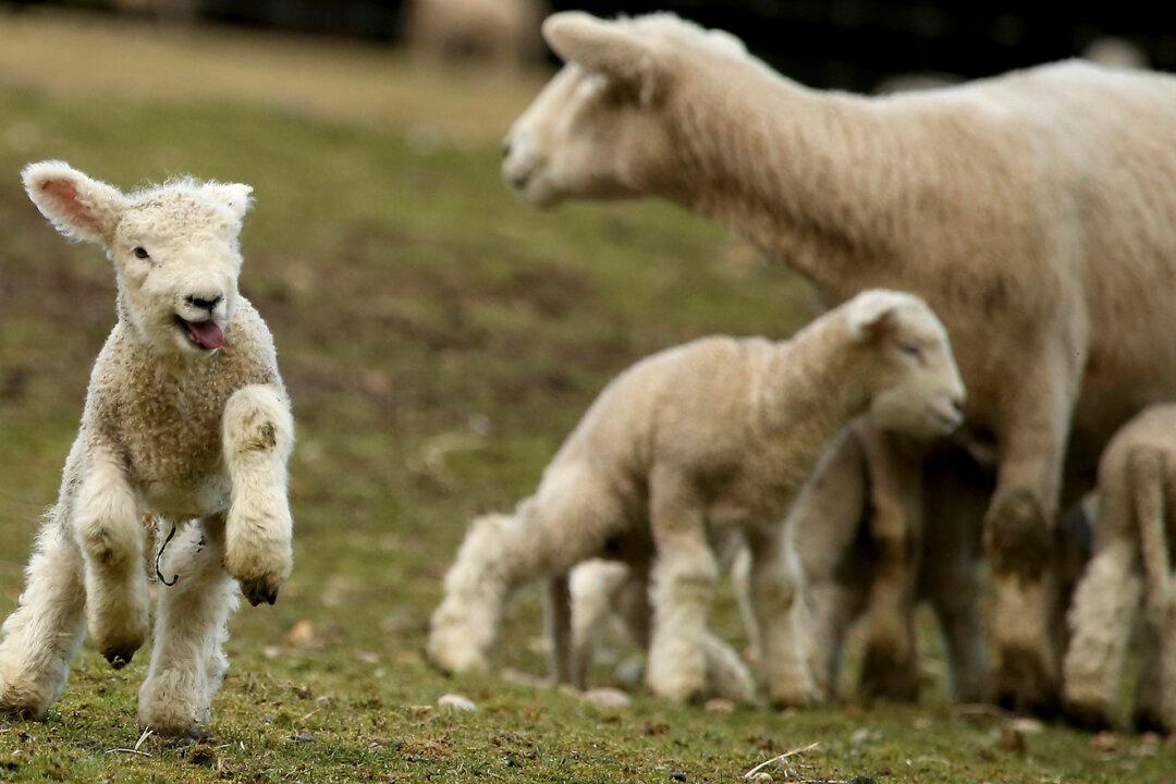 British Mother-of-7 Horrified After Thugs Hang Her Children’s Pet Lamb From Tree