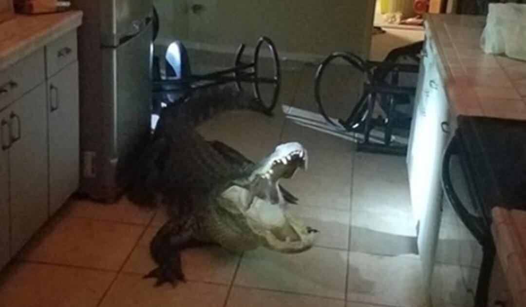 11-foot Alligator Breaks Into Florida Home, Thrashes Around