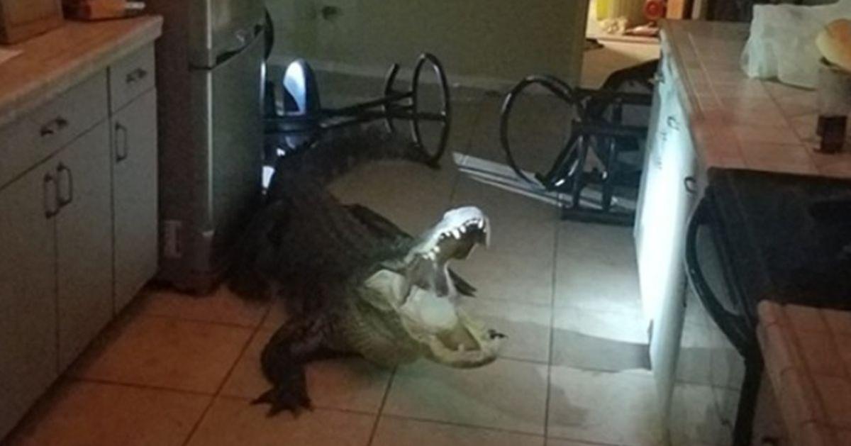 11-foot Alligator Breaks Into Florida Home, Thrashes Around