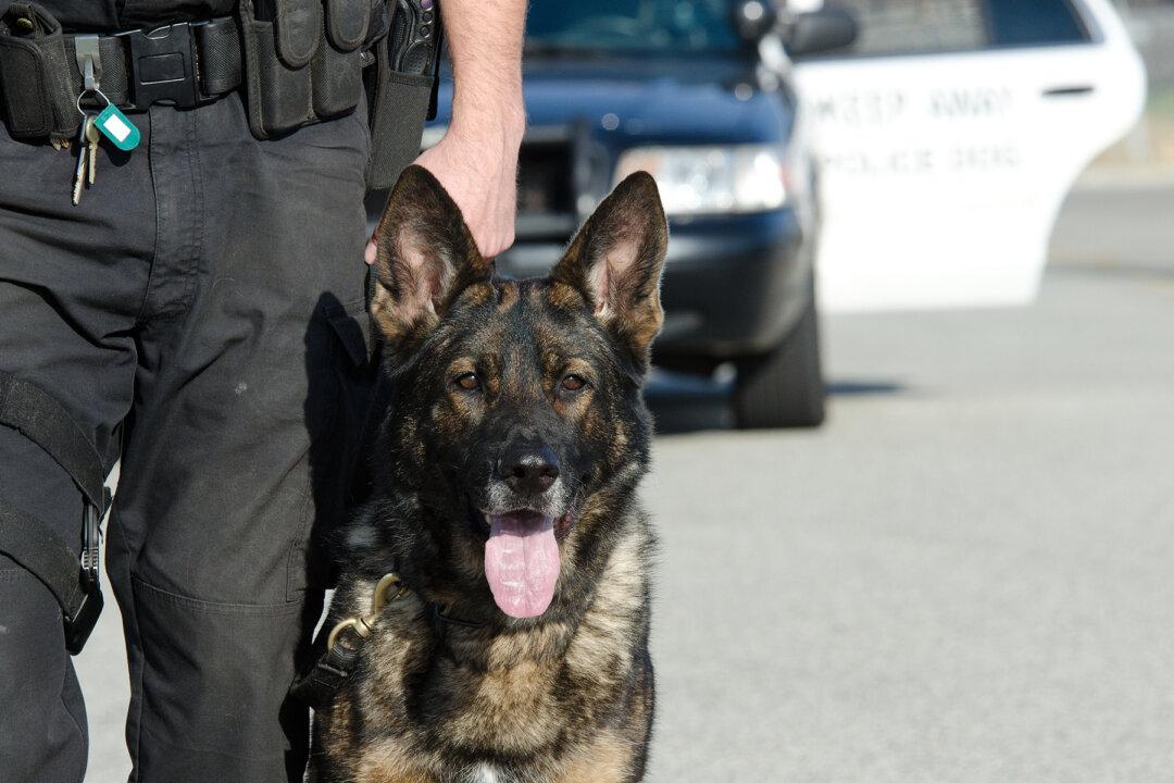 Cop Senses Something ‘Odd’ When K9 Refuses to Sit, Then He’s Given 2 Difficult Choices