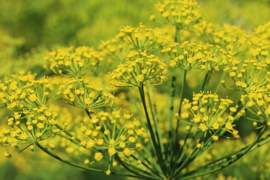 Secret Ingredient: Fennel Pollen, Culinary Fairy Dust From a Flower