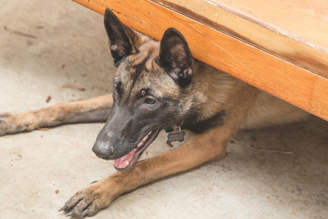 Dog Shivers at Shelter After Family Abandons Him As They Were Expecting a Baby