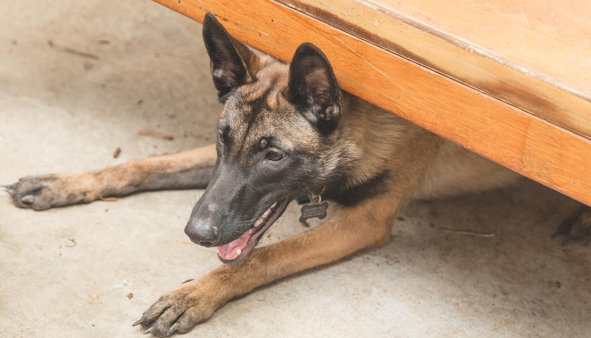 Dog Shivers at Shelter After Family Abandons Him As They Were Expecting a Baby