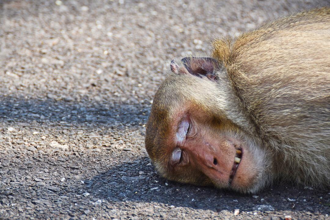 Heartbroken Baby Monkey Clings to Dead Mom and Cries After Tragic Car Accident