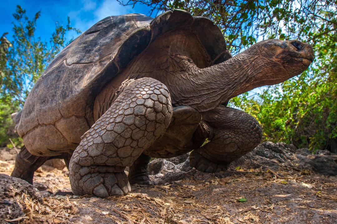 Huge Galapagos Tortoise Mom Gives Birth to Itty-Bitty Baby Tortoises at Zurich Zoo