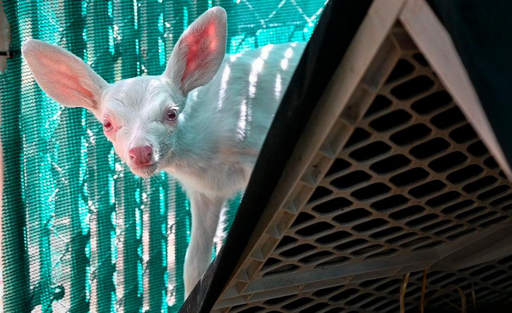 Rare Albino Fawn Found and Rescued by Trucker in California
