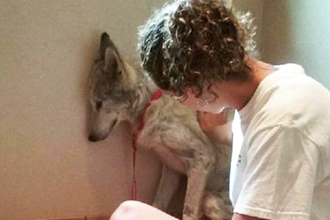 Sick Wolf Dog Was So Scared He Kept Hiding in Corners Until He Met New Friend