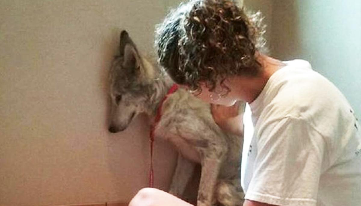 Sick Wolf Dog Was So Scared He Kept Hiding in Corners Until He Met New Friend