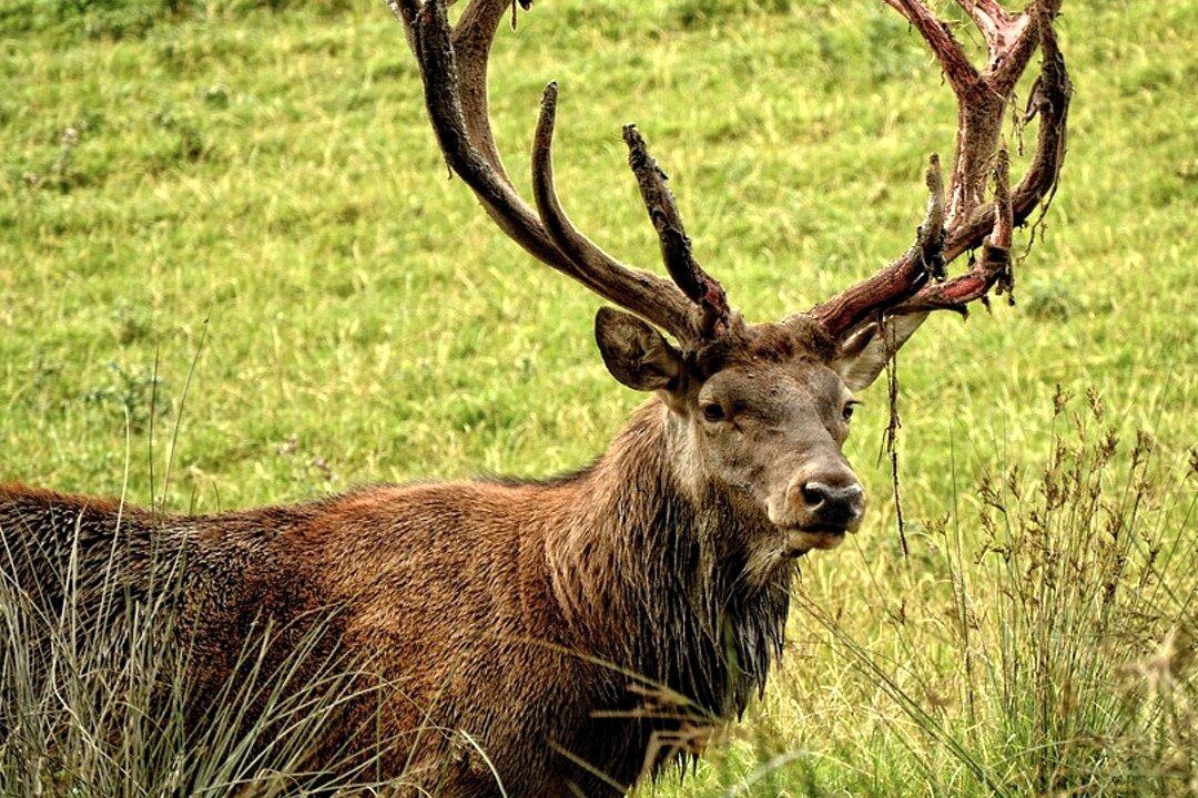 Rarest of the Rare ‘Pitch Black’ Deer Spotted in Northern Michigan