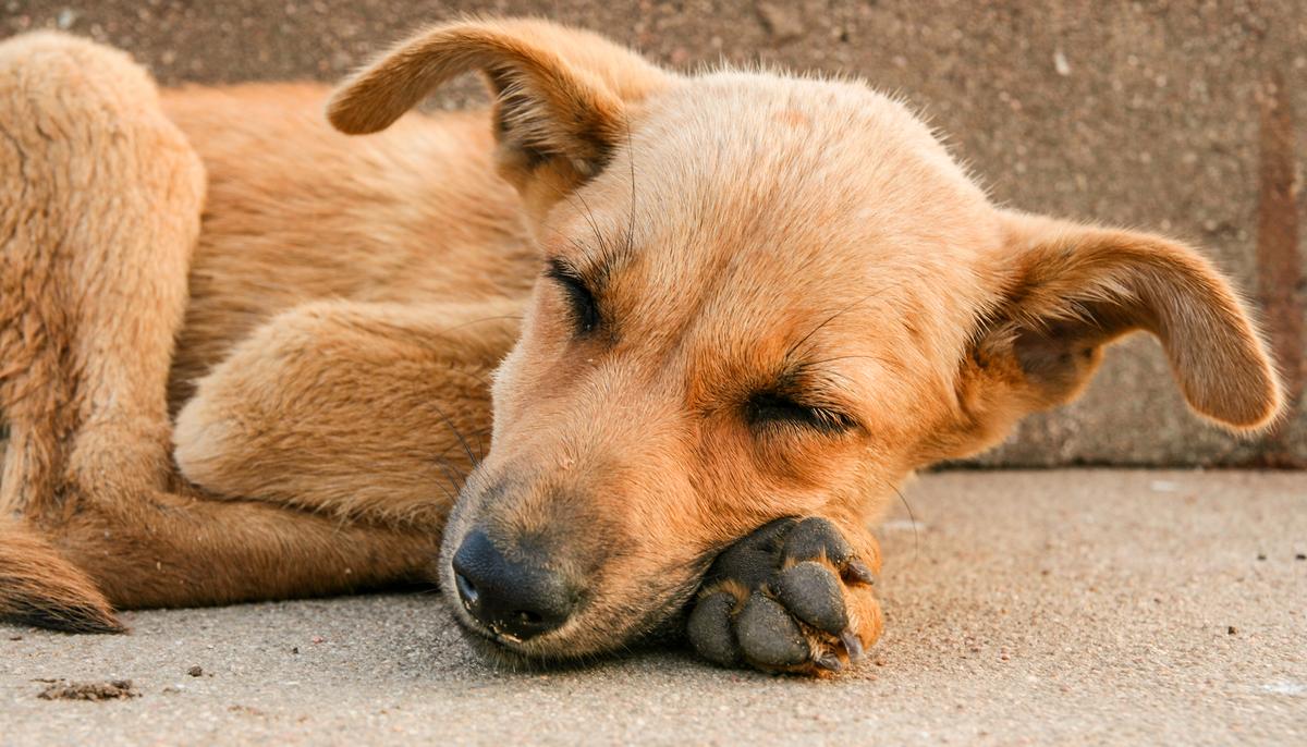 Starving Dog Dumped With Chair Kept Waiting for Owner, He Was Afraid to Leave the Spot