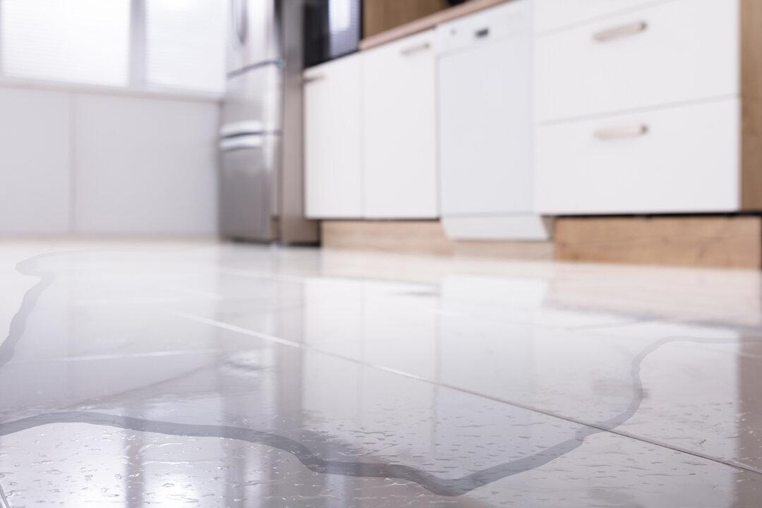 Mom Sees Bizarre Unknown Creatures on Kitchen Floor, Viral Video Has Experts Baffled