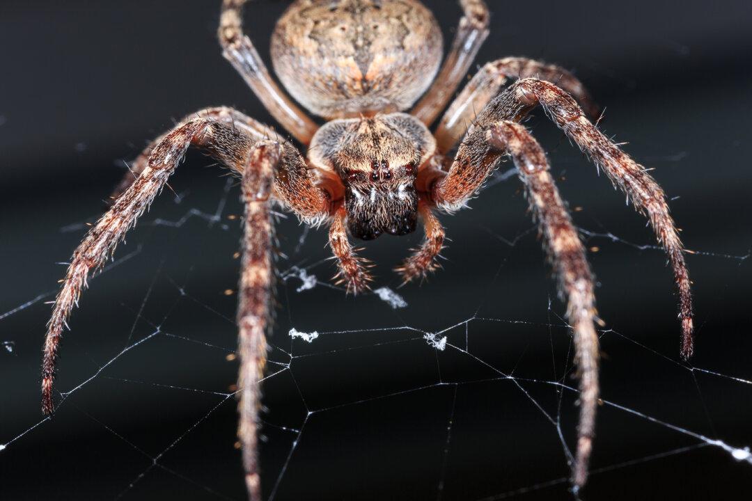 Australian Man Films Horrifyingly Large Huntsman Spider Carrying Dead Mouse Up the Fridge
