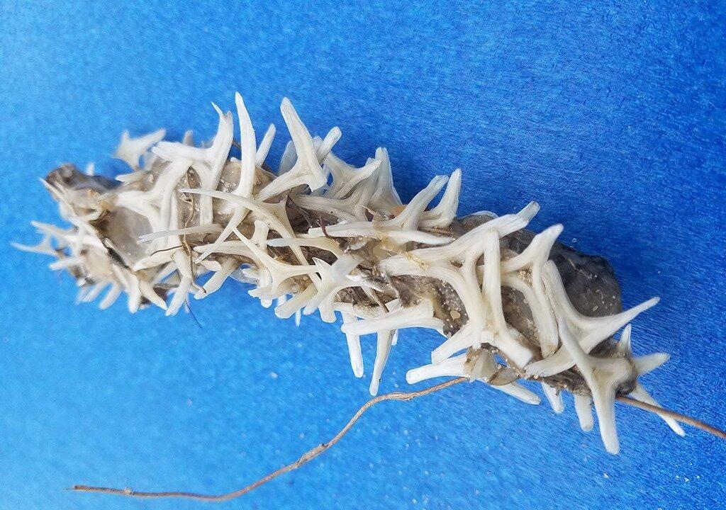 Experts Baffled After Unusual ‘Bony’ Worm-Like Object Found on North Carolina Beach