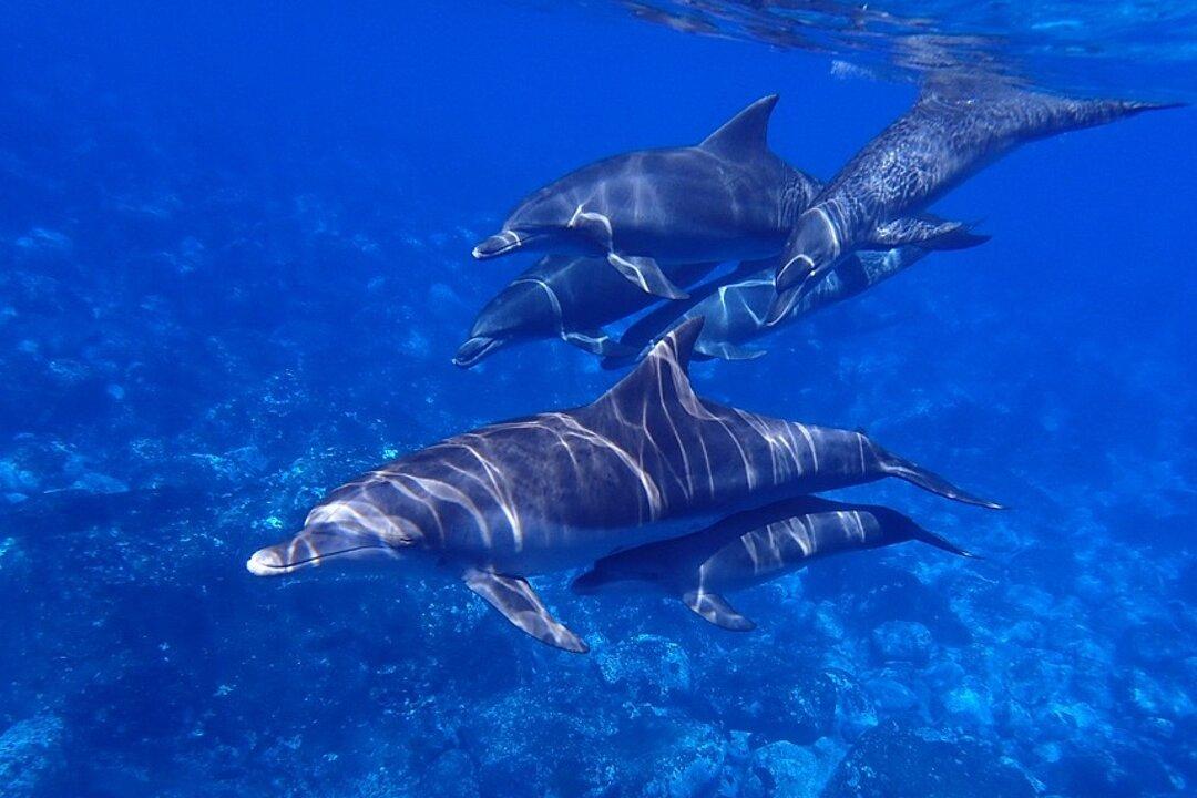 Dog Swims With Dolphin Every Day, Goes Viral