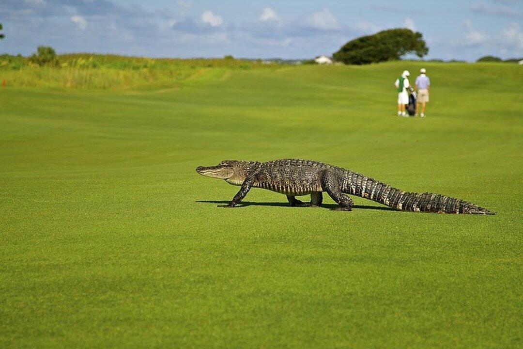 Dog Owner Pries Open Alligator’s Jaws to Save His Pet