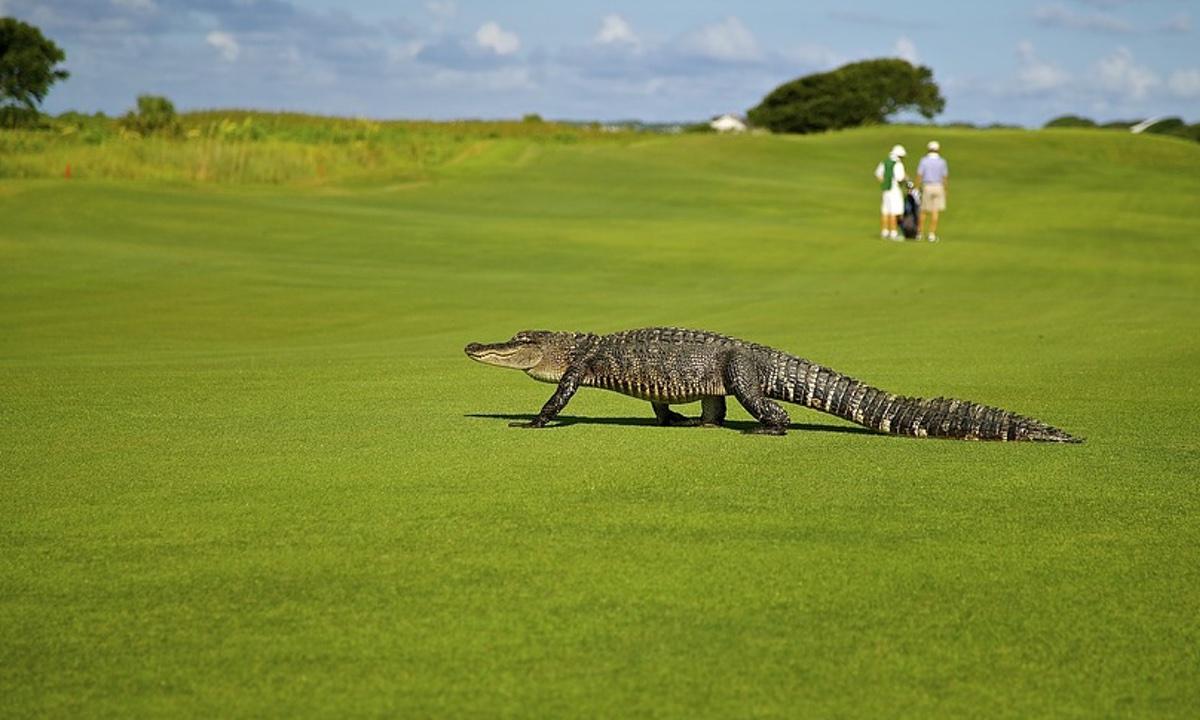 463-Pound Alligator Removed From Florida Highway After Crashing with Semi-Truck