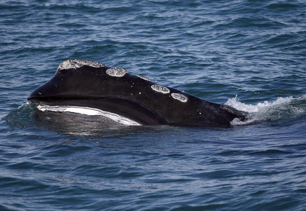Dead Right Whale Found in Gulf of St. Lawrence