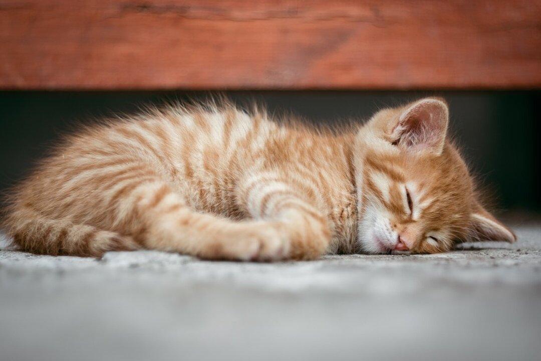 Dozens of Cats Rescued From Home Filled With 200 Dead Animals, Feces, and Garbage