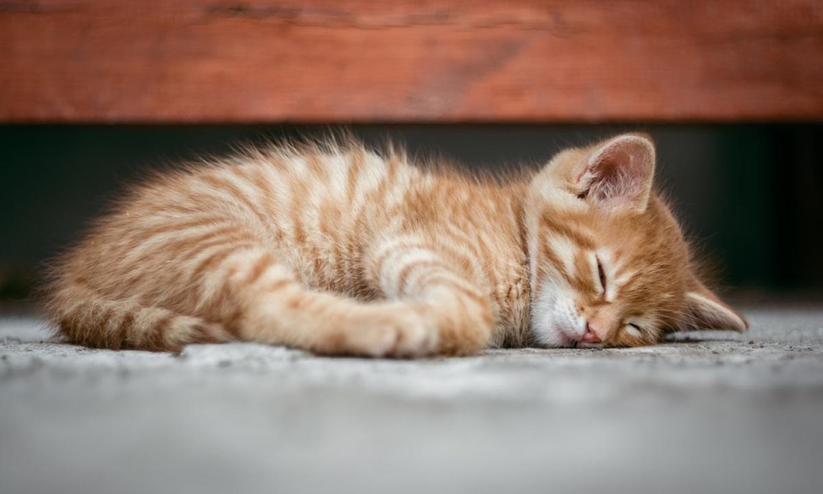 Dozens of Cats Rescued From Home Filled With 200 Dead Animals, Feces, and Garbage