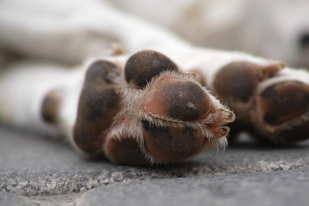 Dog Groomer’s Husband Shoots and Kills 4 Dogs in Wife’s Care