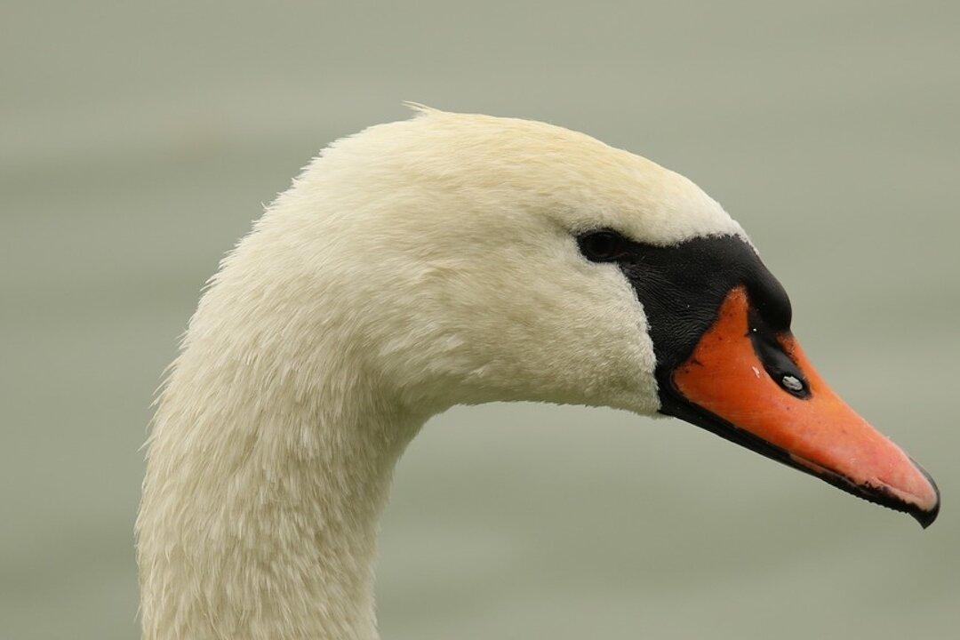 Woman Straddles and Strangles Swan to Death in Public Park