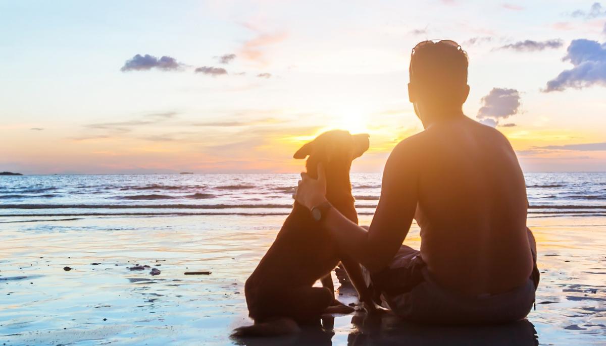 Loyal Dog Curls Up Next to Dead Owner Refusing to Leave After He Was Hit by Train