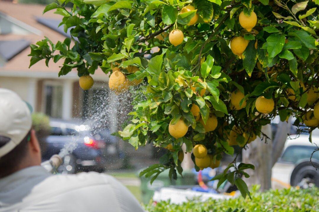 California Bans Pesticide After Citing Negative Health Effects