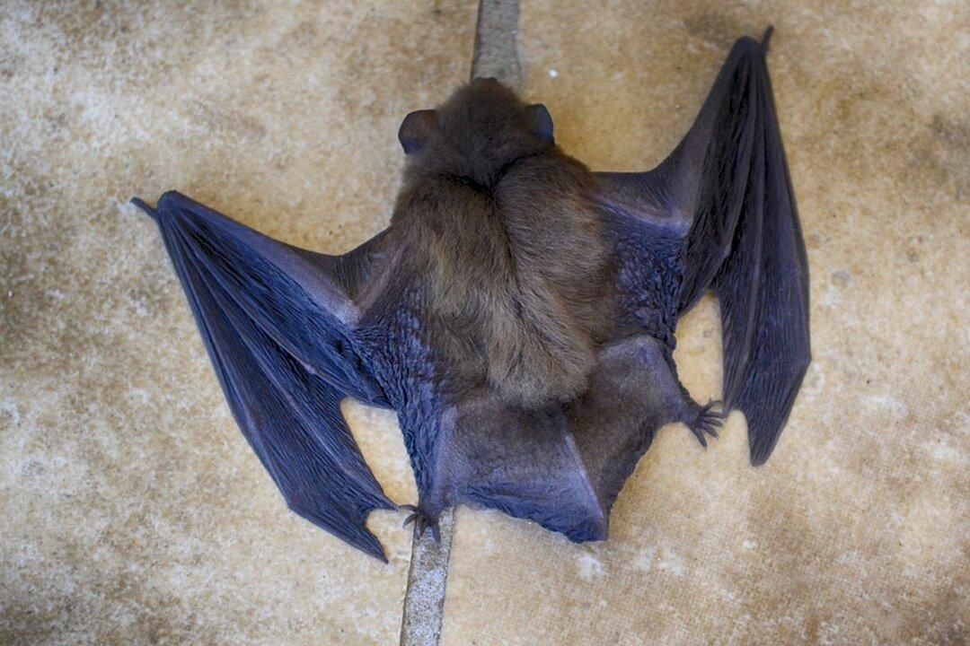 Bat Flies Into New York Subway Train: ‘Oh My God, What’s Going to Happen Now?’