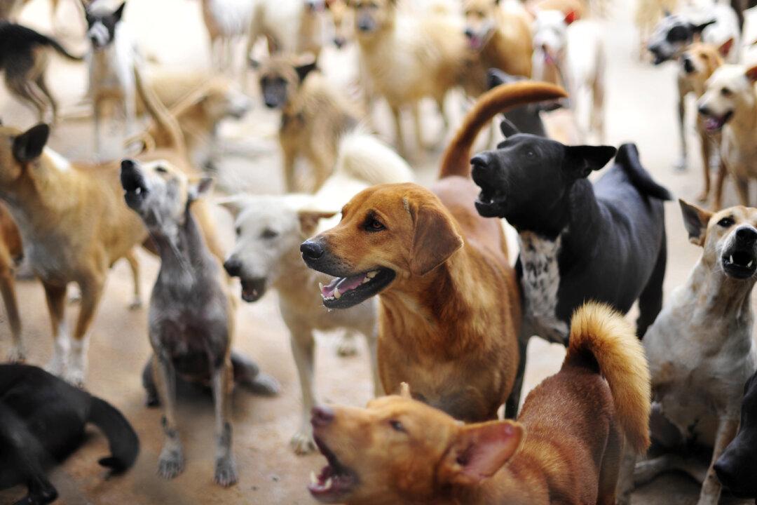 Man Can’t Stand to See Homeless Dogs Dying on the Streets–So He Adopts 450 of Them