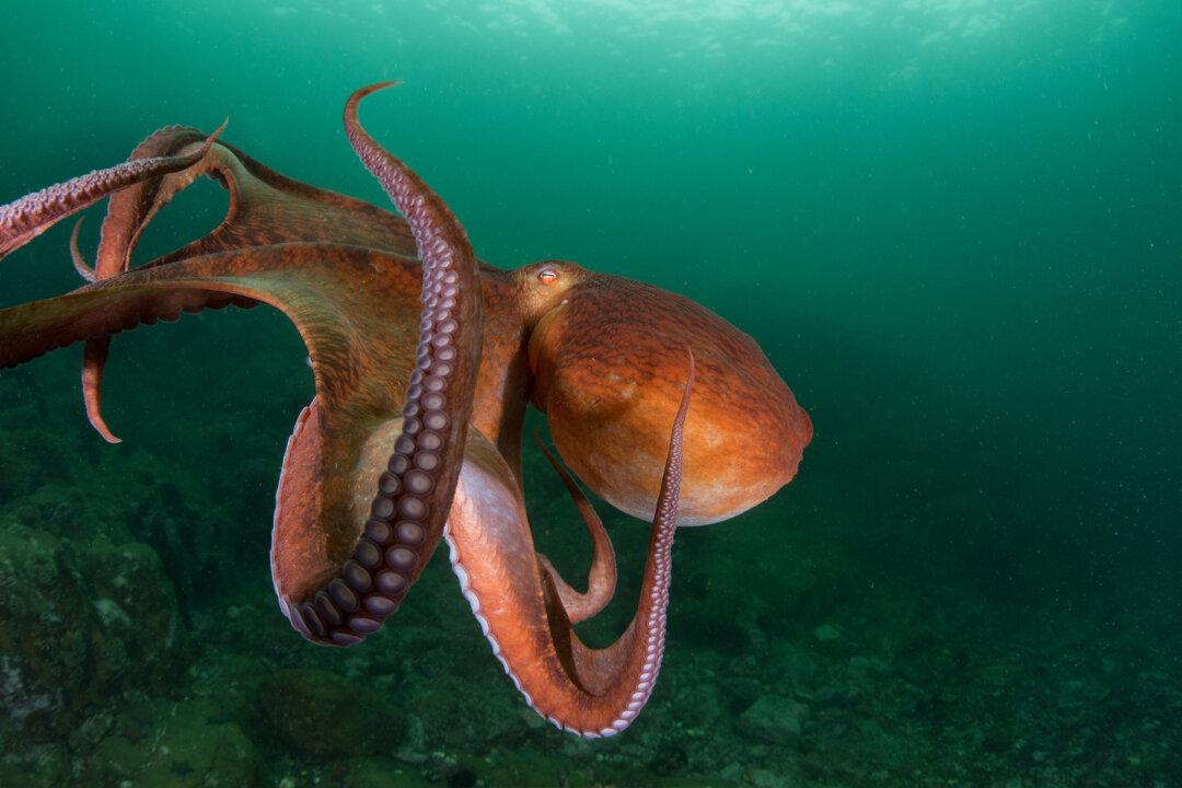 Diver Spots Octopus Using Coconut Shell As a Tool—and He Almost Drowns From Laughing