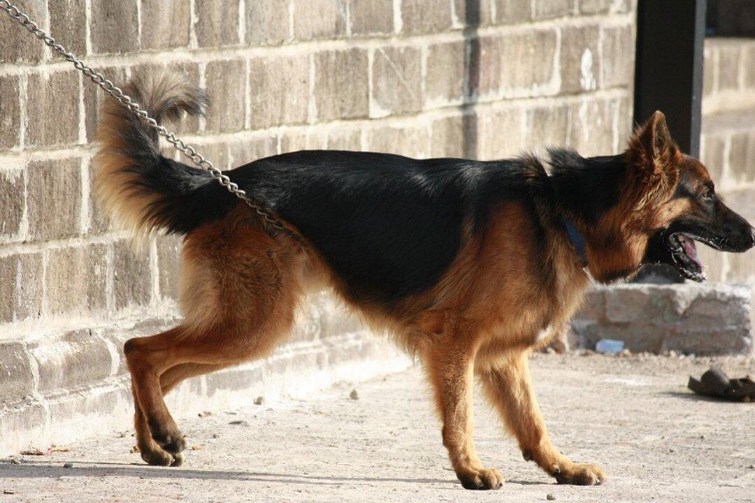 2 Men Strangulate German Shepherd With a Belt for Biting Child’s Ear