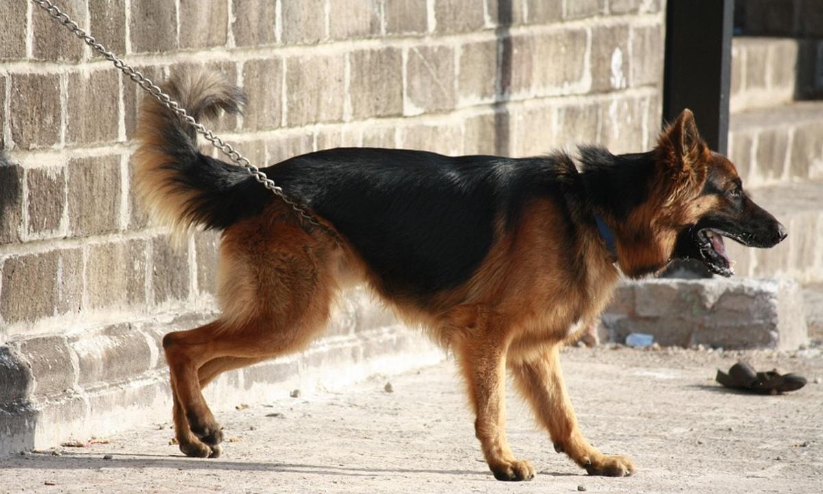 2 Men Strangulate German Shepherd With a Belt for Biting Child’s Ear