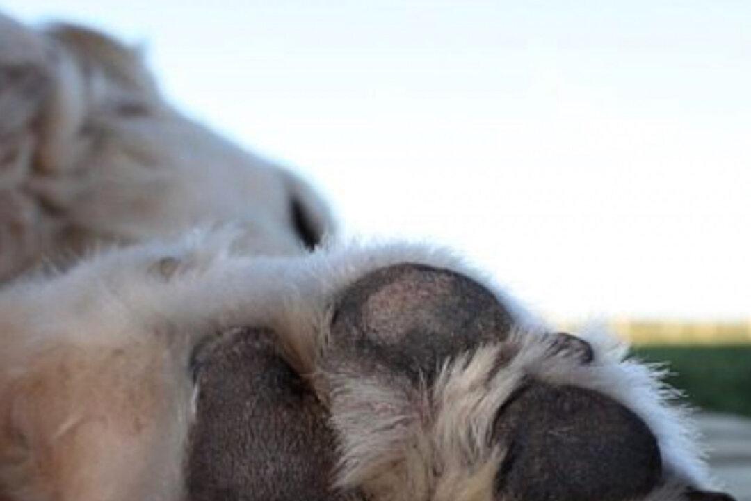 Dog Owner Pleads Guilty After Shooting Pet Pit Bulls, Killing 1