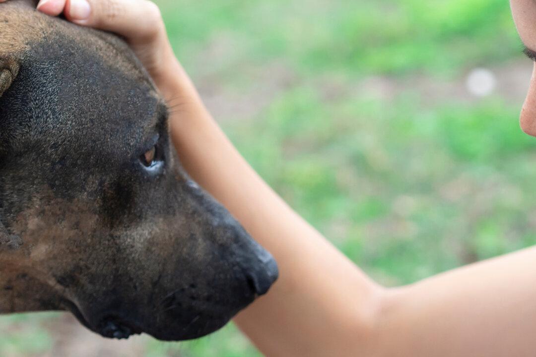 Pregnant Dog Gives Birth to 18 Pups After a Kind Lady Saves Her From Euthanasia