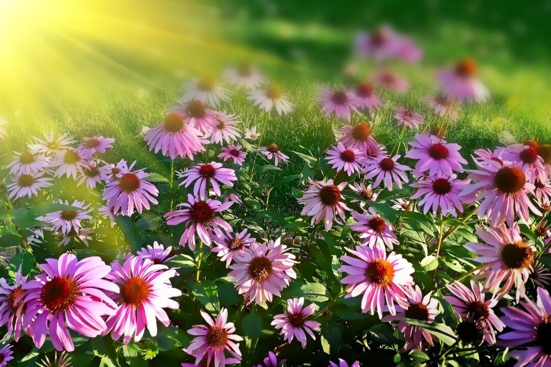 The Healing Power of Plants