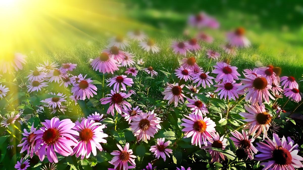 The Healing Power of Plants