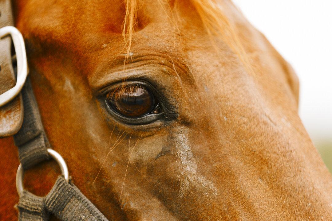 Horse Breeder Helps Deliver Beautiful Foal Before Realizing the Mare’s in Labor Again