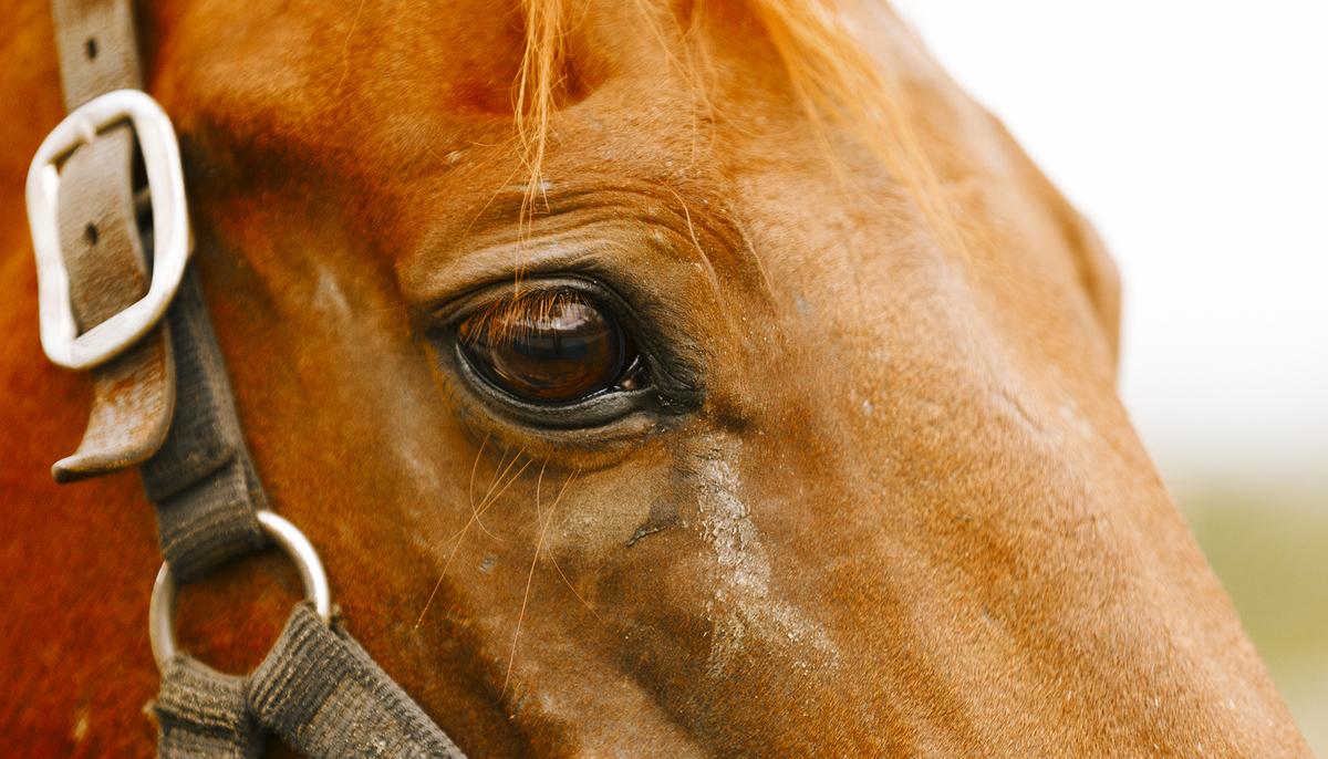 Horse Breeder Helps Deliver Beautiful Foal Before Realizing the Mare’s in Labor Again