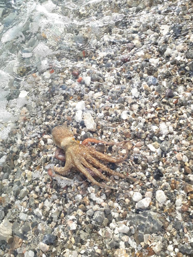Scientists estimate that octopuses have the same level of intelligence, if not greater, than dogs (Illustration - Shutterstock | <a href="https://www.shutterstock.com/image-photo/visit-mister-octopus-1215208249?src=a1lFKiamI3KdAL_TLWq9IQ-1-32">Valq</a>)