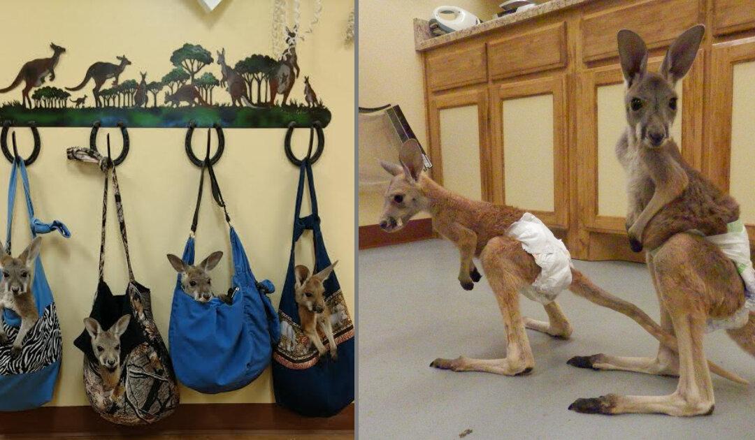 Sale of Kangaroos in Texas Sparks Outrage on Social Media