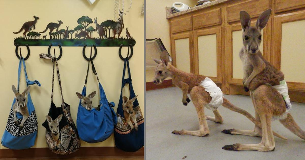 Sale of Kangaroos in Texas Sparks Outrage on Social Media