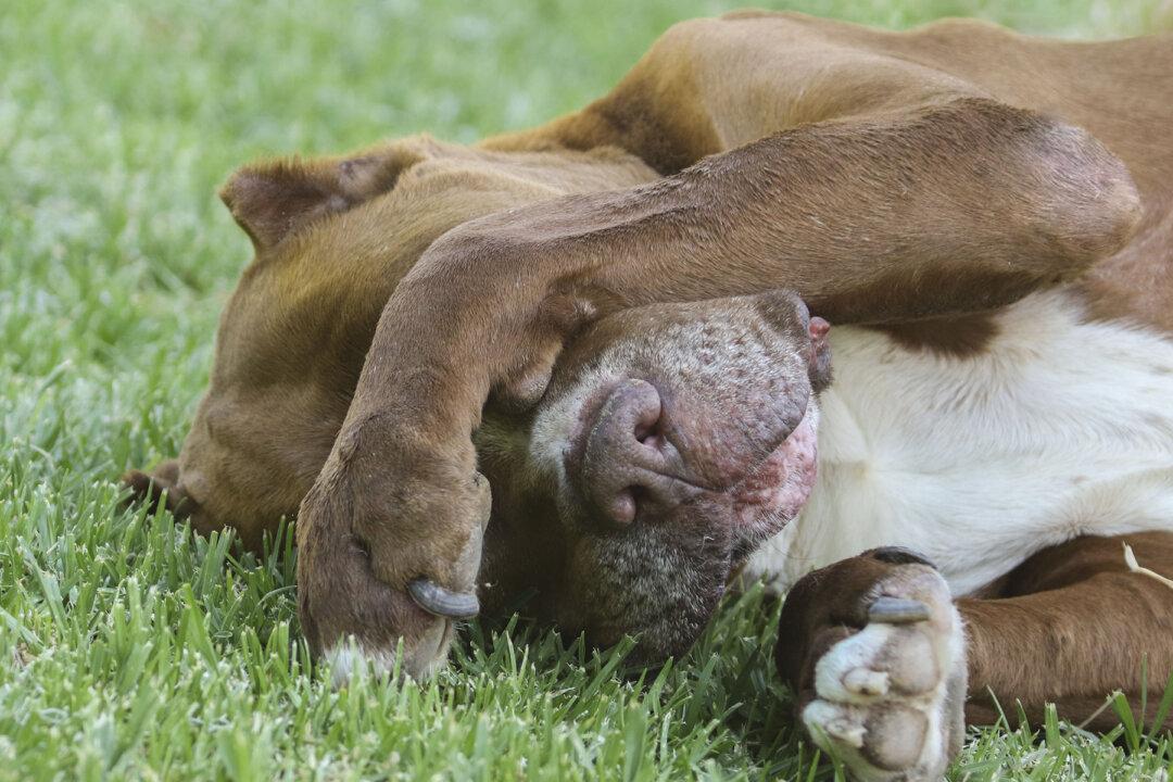 Stray Dog That Got Stabbed 5 Times While Saving Woman From Knife Attack Is Adopted