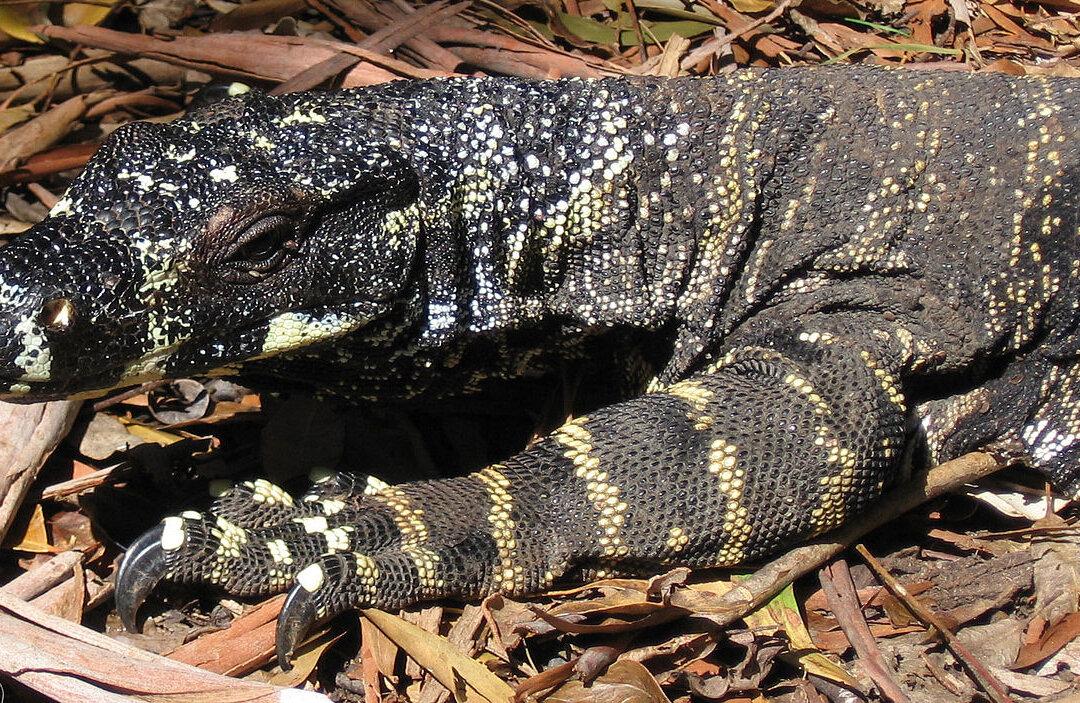 Man Sees Giant Lizard Climbing His Screen Door, Inches From Him