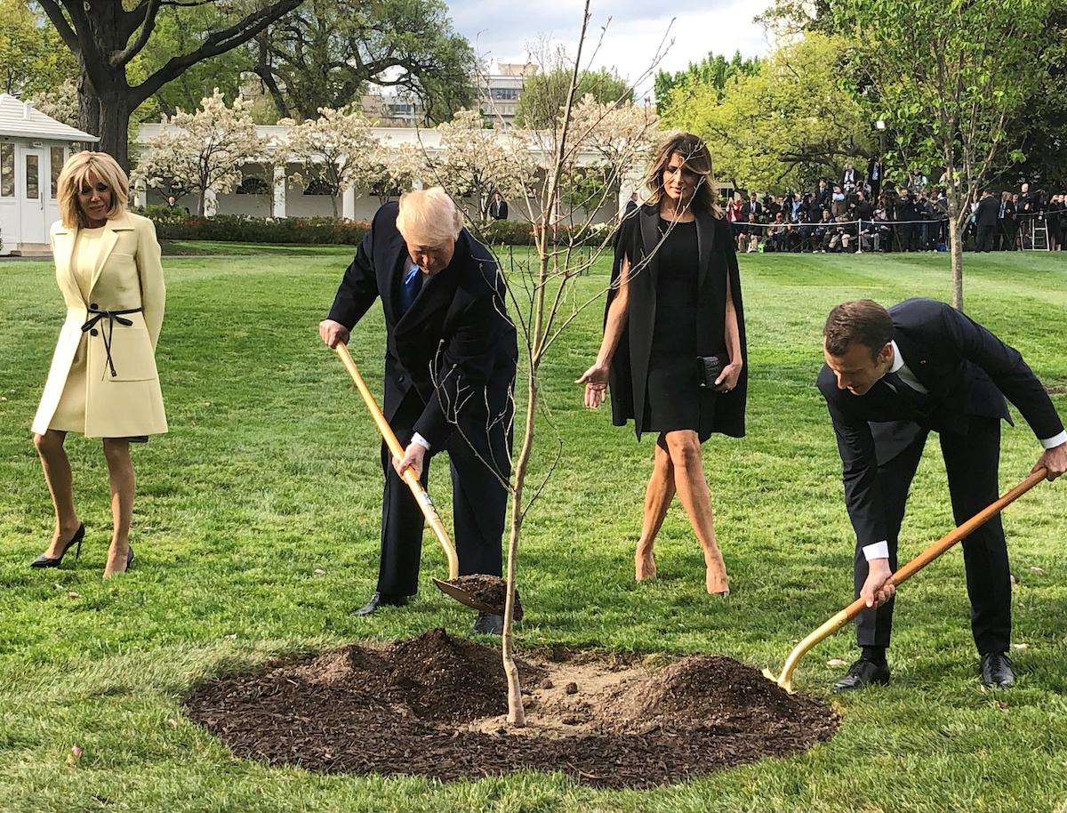 Macron to Send New Tree to Trump After Oak Gift Died