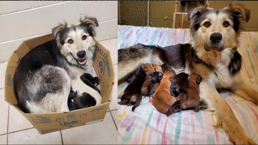 Mother Dog and 9 Puppies Found in Sealed Box in Garbage Dump