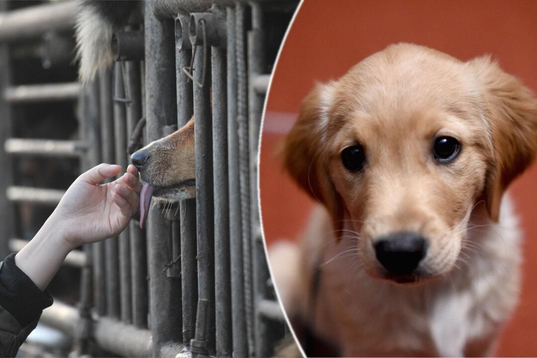 Americans Help Rescue Dogs Destined for Chinese Dinner Table