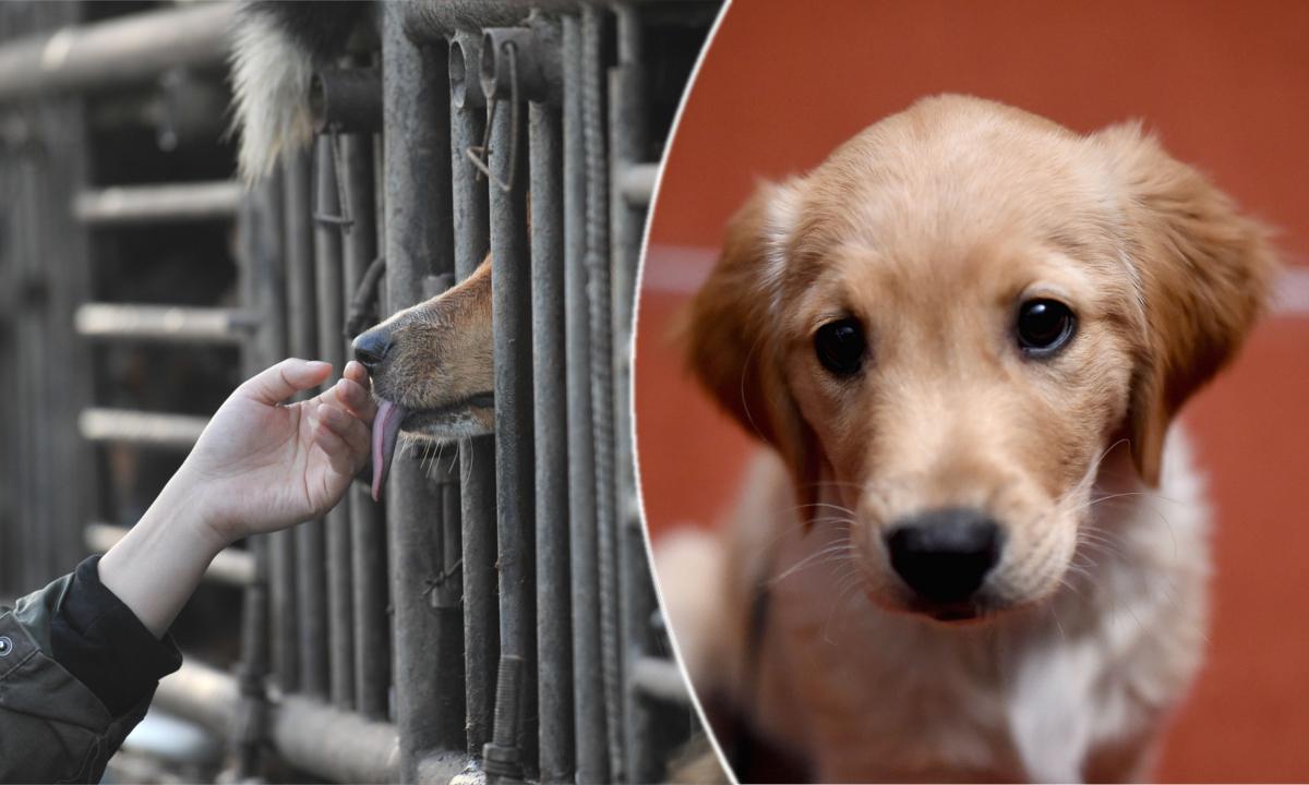 Americans Help Rescue Dogs Destined for Chinese Dinner Table