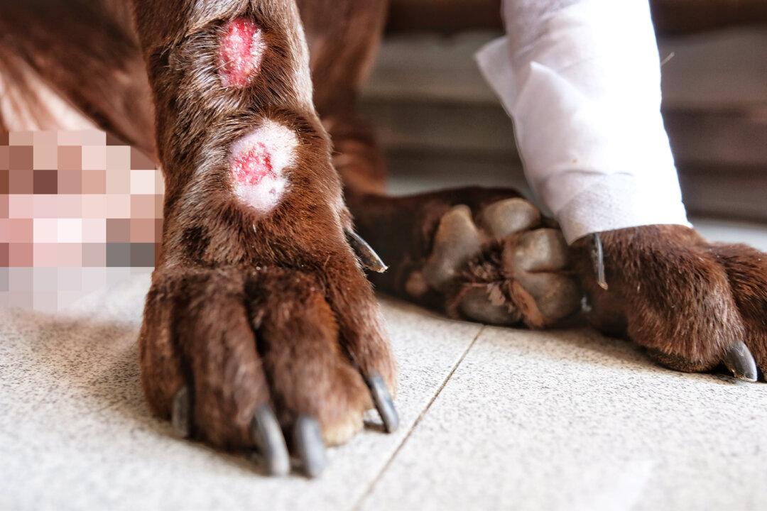 ‘I Kind of Just Froze Crying’: Vet Sleeps in Kennel to Comfort Dog Burned in Fire